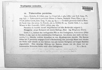 Tuberculina persicina image